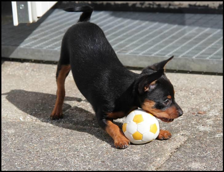 Blanding af racer Victor Zumbusch billede 2