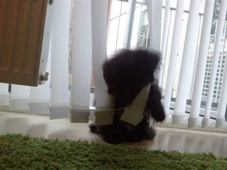 Pekingeser *Quadro* billede 2