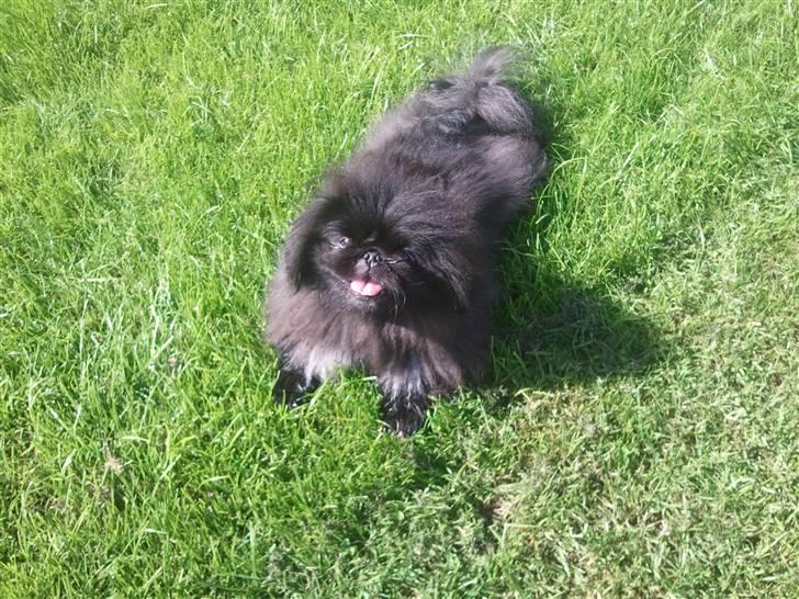 Pekingeser *Quadro* billede 3