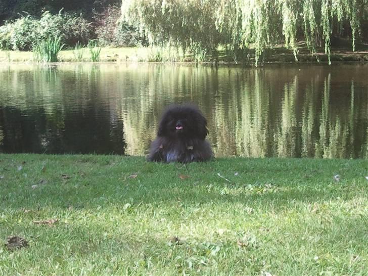 Pekingeser *Quadro* billede 4