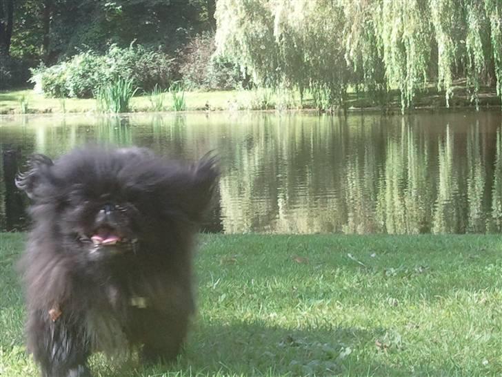 Pekingeser *Quadro* billede 5