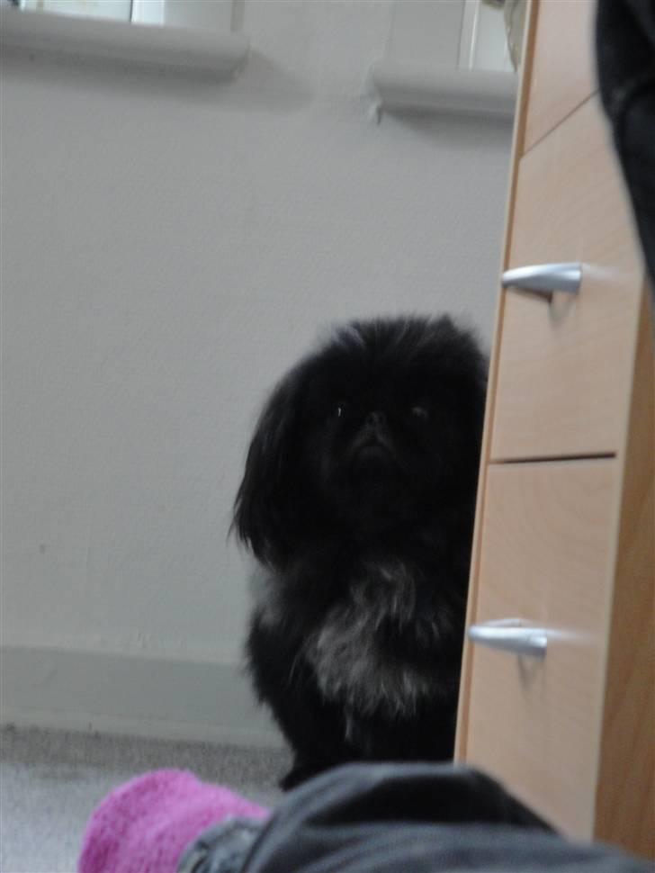 Pekingeser *Quadro* billede 6