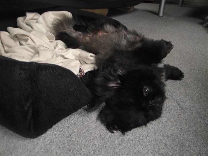 Pekingeser *Quadro* billede 7