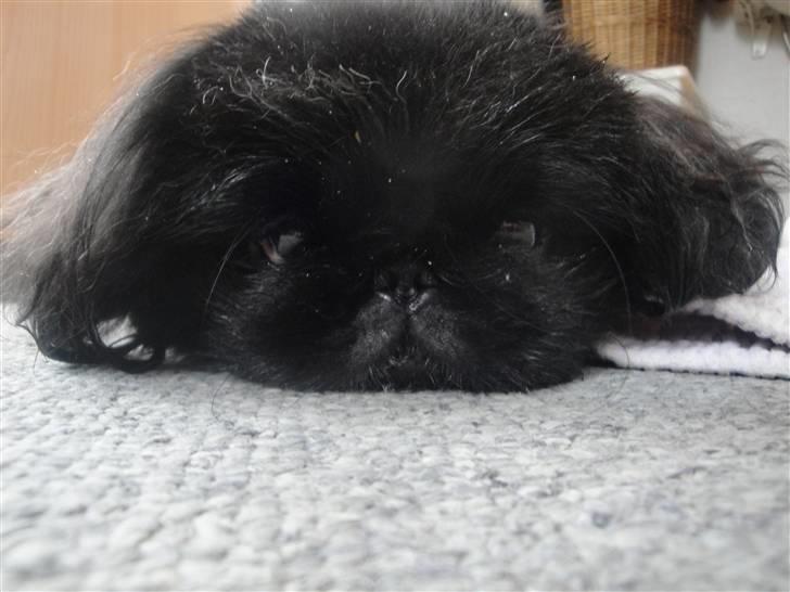 Pekingeser *Quadro* billede 8