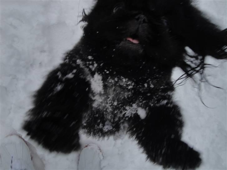 Pekingeser *Quadro* billede 9