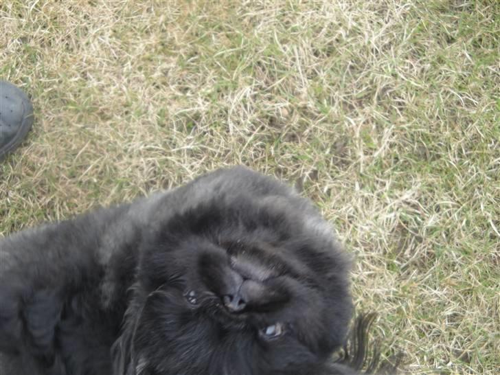 Pekingeser *Quadro* billede 10