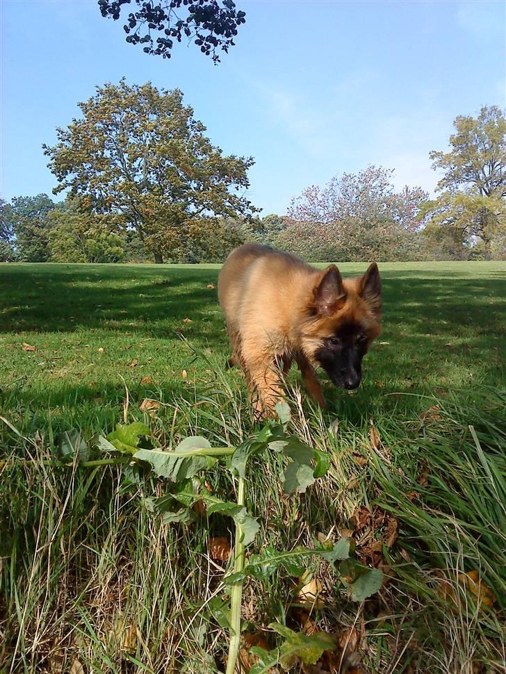 Belgisk hyrdehund Rico - Mors dejlige dreng billede 1