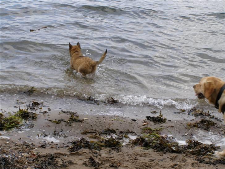 Belgisk hyrdehund Rico - første gang ved vandet billede 2