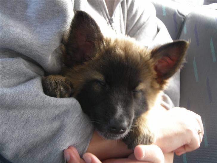 Belgisk hyrdehund Rico - sovende på "storesøsters" arm billede 3