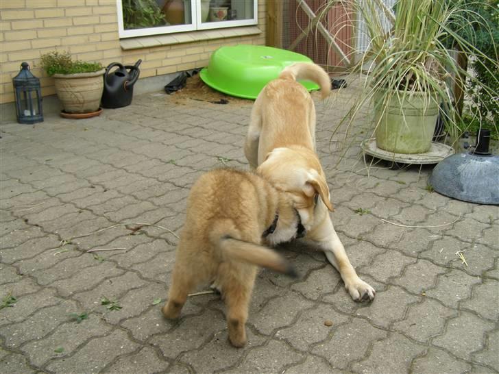 Belgisk hyrdehund Rico - Rico og hans legekammerat Thor billede 4