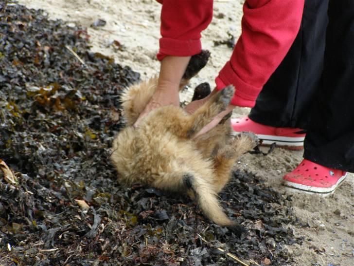 Belgisk hyrdehund Rico - livet er dejligt billede 5