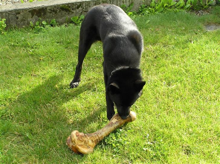 Sort spids Odie billede 12