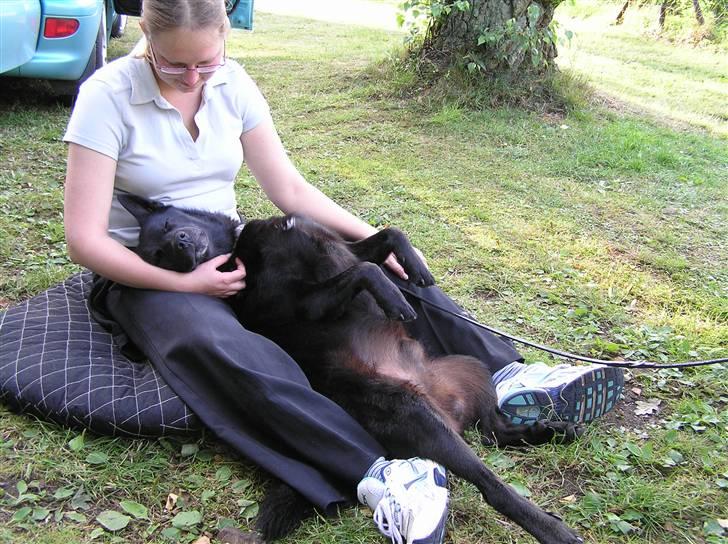 Sort spids Odie billede 13