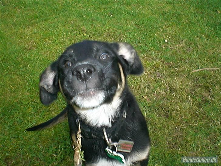 Blanding af racer Balder R.I.P. - mor fangede det her billed mens jeg var i voldsom ballade humør billede 14