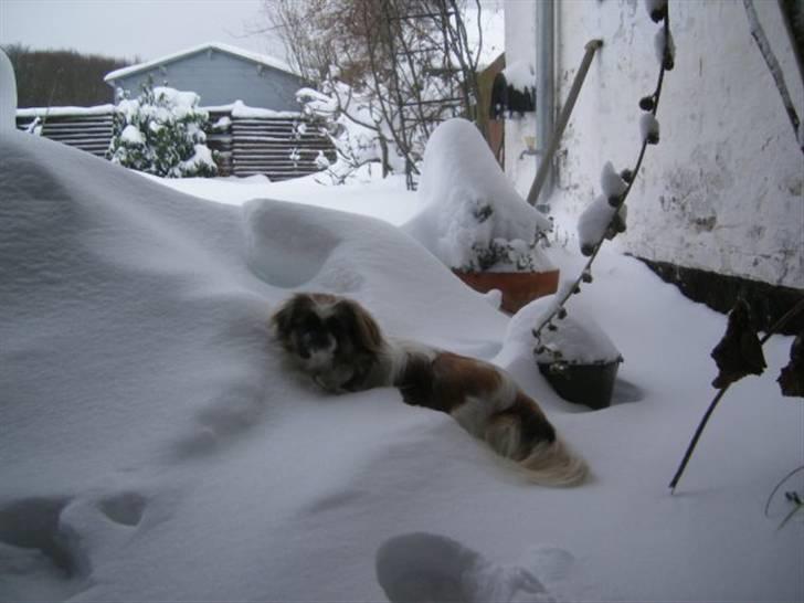 Pekingeser Gizmo - Alt for meget sne, jeg kunne ikke komme ud i haven og lege for jeg var for lille til det høje sne :) :) billede 11