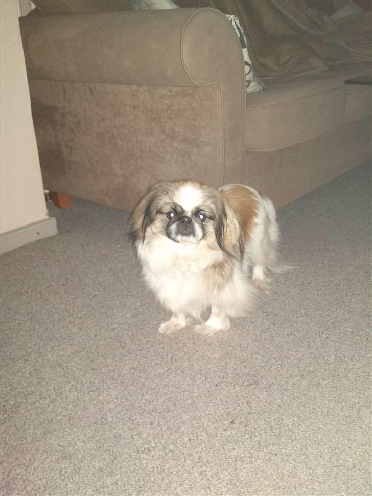 Pekingeser Gizmo billede 12