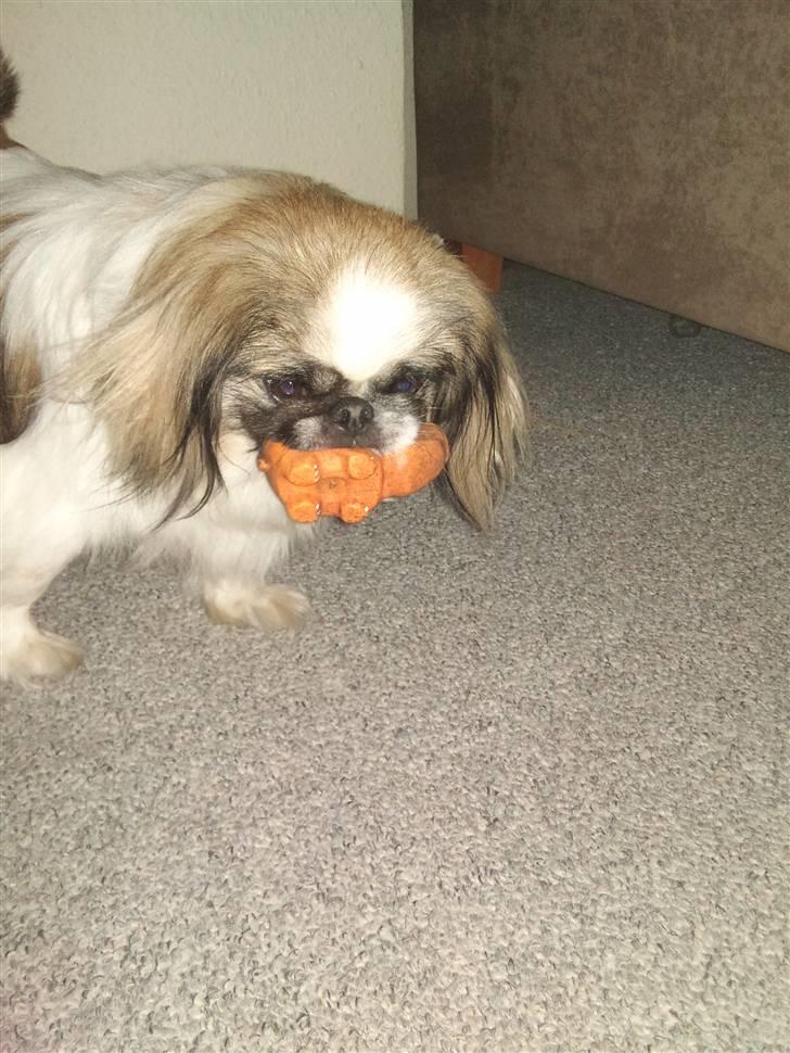 Pekingeser Gizmo billede 13