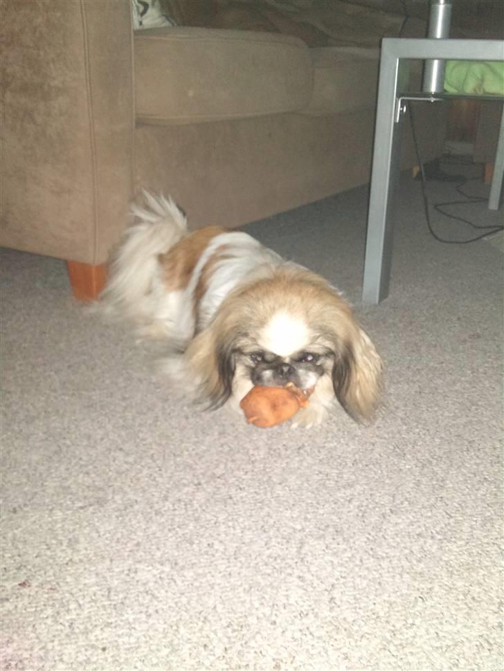 Pekingeser Gizmo - mit legetøj :) billede 14
