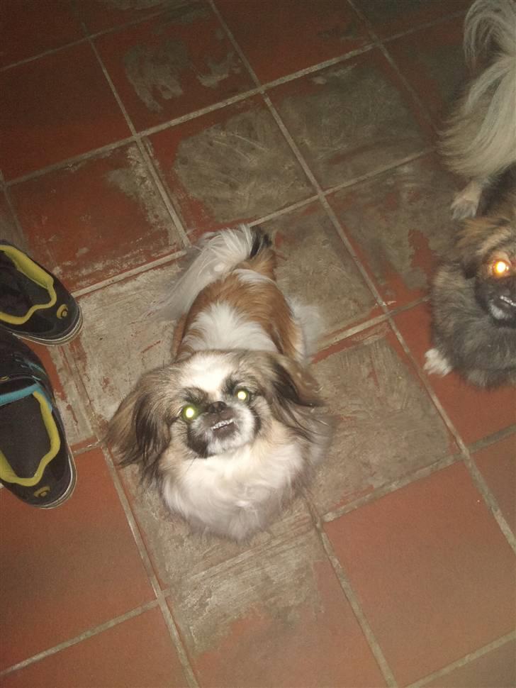 Pekingeser Gizmo billede 15