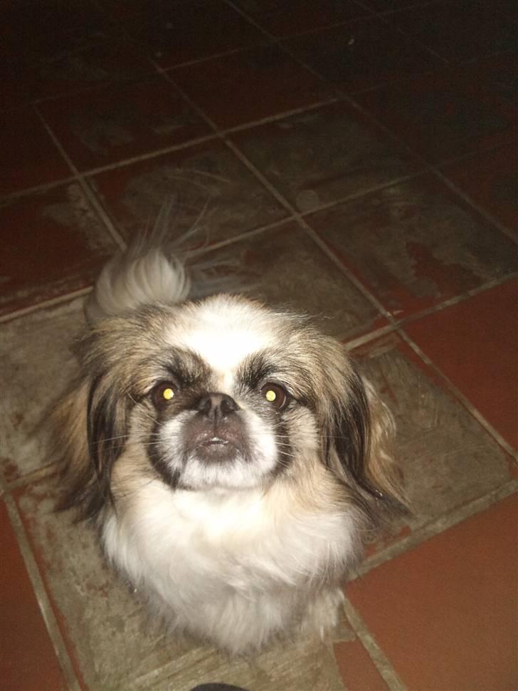 Pekingeser Gizmo billede 16