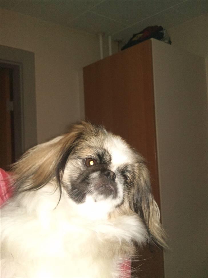 Pekingeser Gizmo billede 17