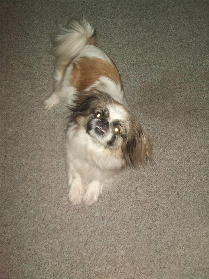 Pekingeser Gizmo - Se jeg kan smile :) billede 18