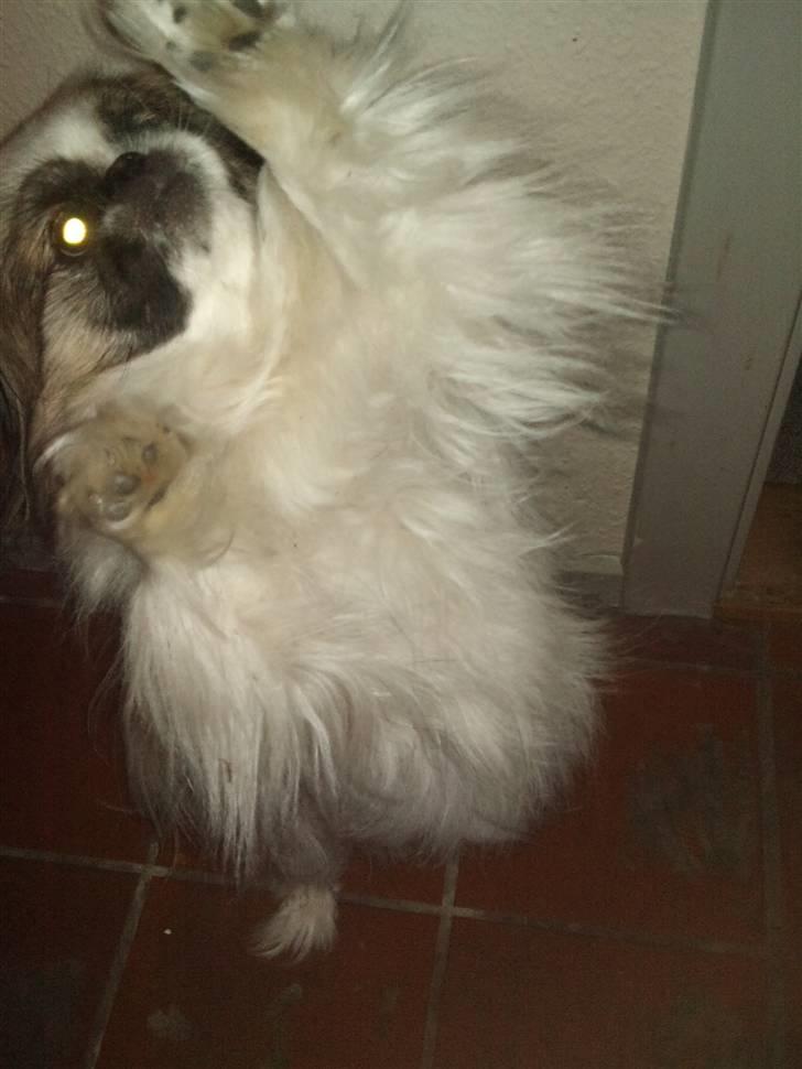 Pekingeser Gizmo - se hvor sød jeg er så giv mig nu den god bid :) billede 19