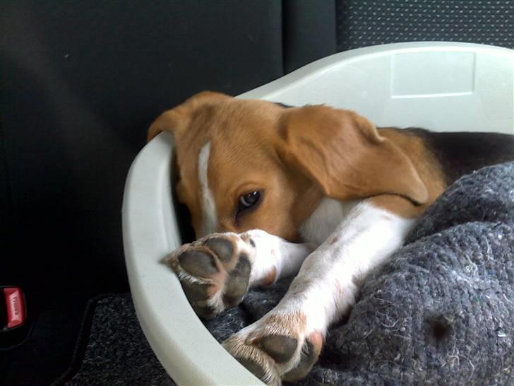 Beagle Balder billede 14