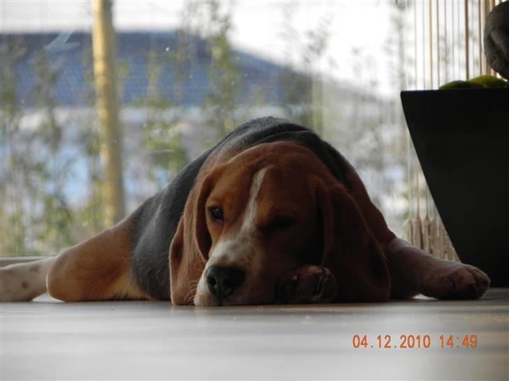 Beagle Balder billede 15