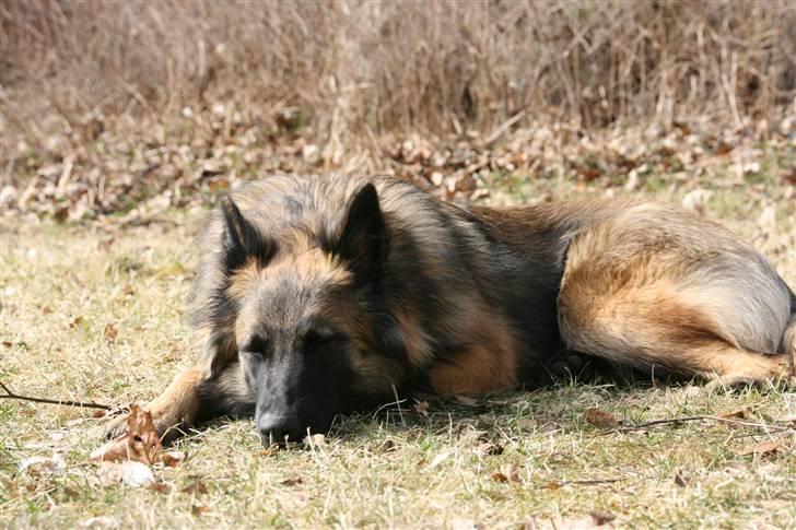 Belgisk hyrdehund dina - jeg er heht flad billede 2