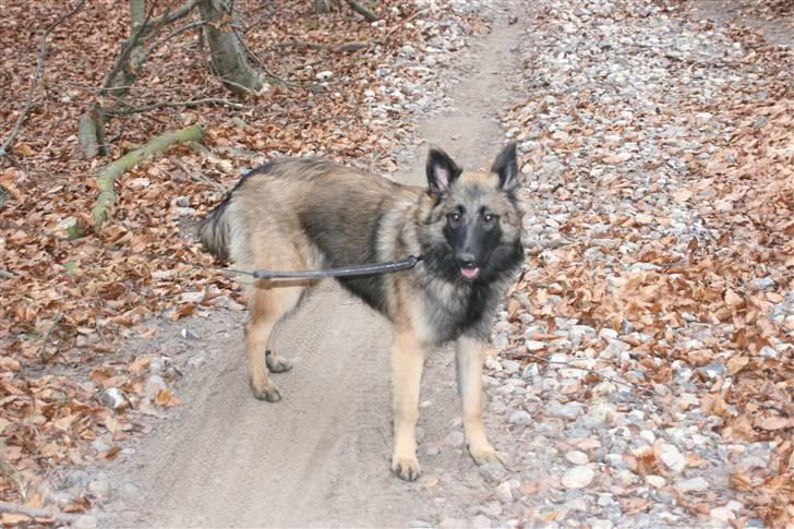 Belgisk hyrdehund dina - hva skal vi nu? billede 6