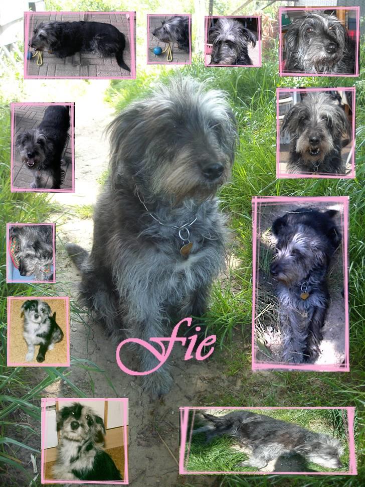 Border collie /Labrador R.I.P. Fie<3 - har selv lavet det billede 17