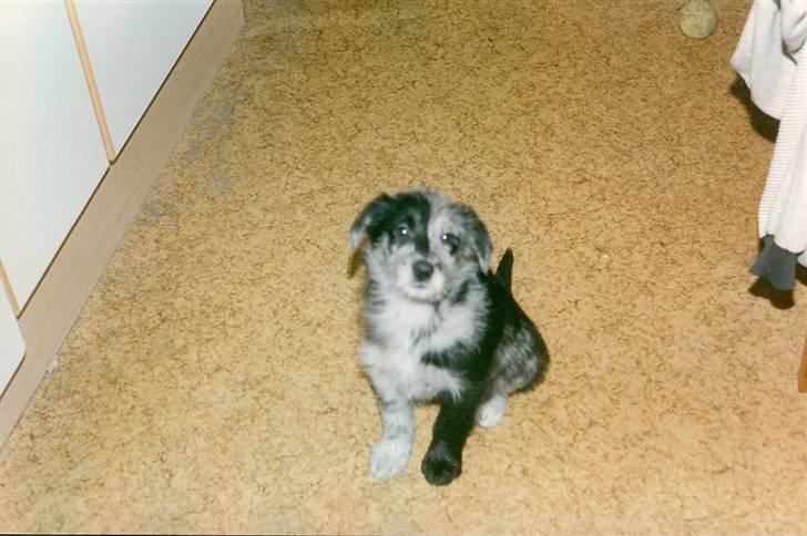 Border collie /Labrador R.I.P. Fie<3 - Lille Fie <3 billede 18