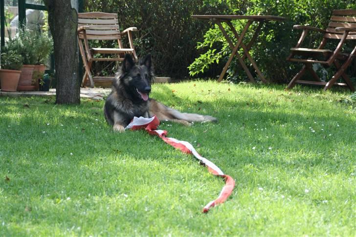 Belgisk hyrdehund dina - jeg har fødselsdag i dag( : billede 7