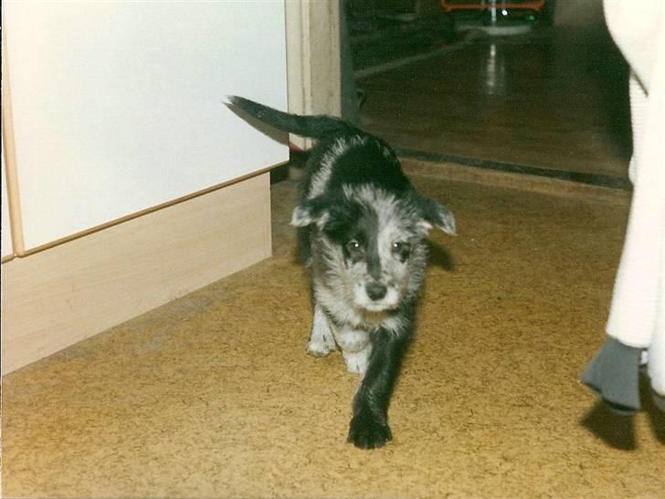 Border collie /Labrador R.I.P. Fie<3 billede 19