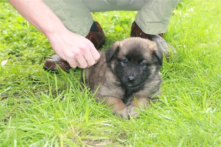 Belgisk hyrdehund dina - er jeg ikke bare sød billede 8