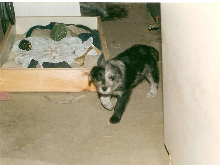 Border collie /Labrador R.I.P. Fie<3 billede 20