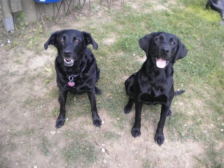 Labrador retriever /blanding Rie<3 - Rid og Bella <3 billede 19