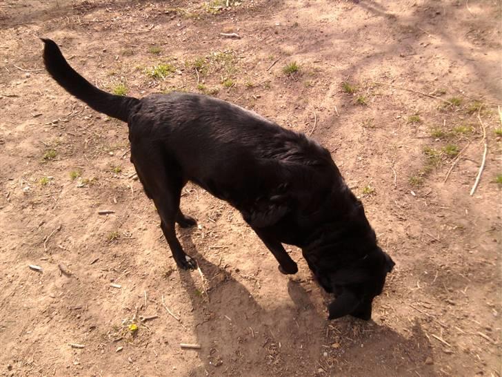 Labrador retriever /blanding Rie<3 billede 20