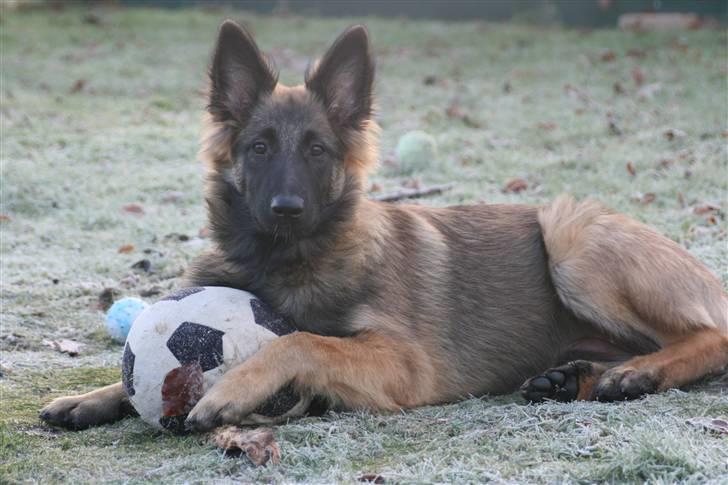 Belgisk hyrdehund dina - jeg vil spille fodbold billede 12