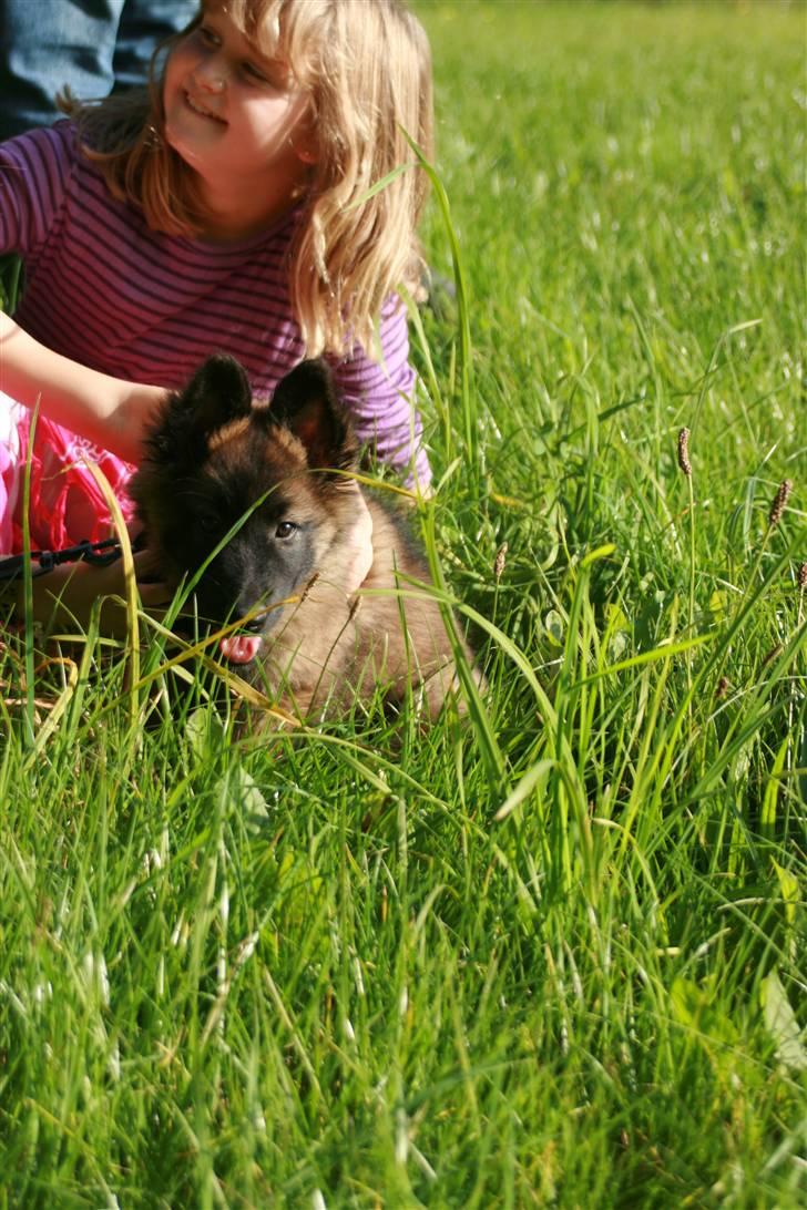 Belgisk hyrdehund dina - jeg har alsår set dig billede 14