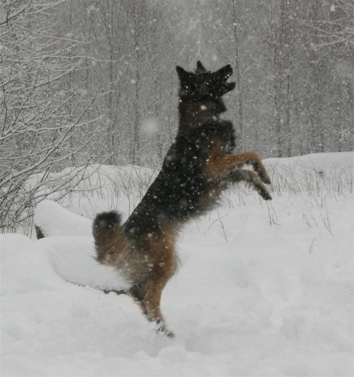 Belgisk hyrdehund dina - den har jeg billede 16