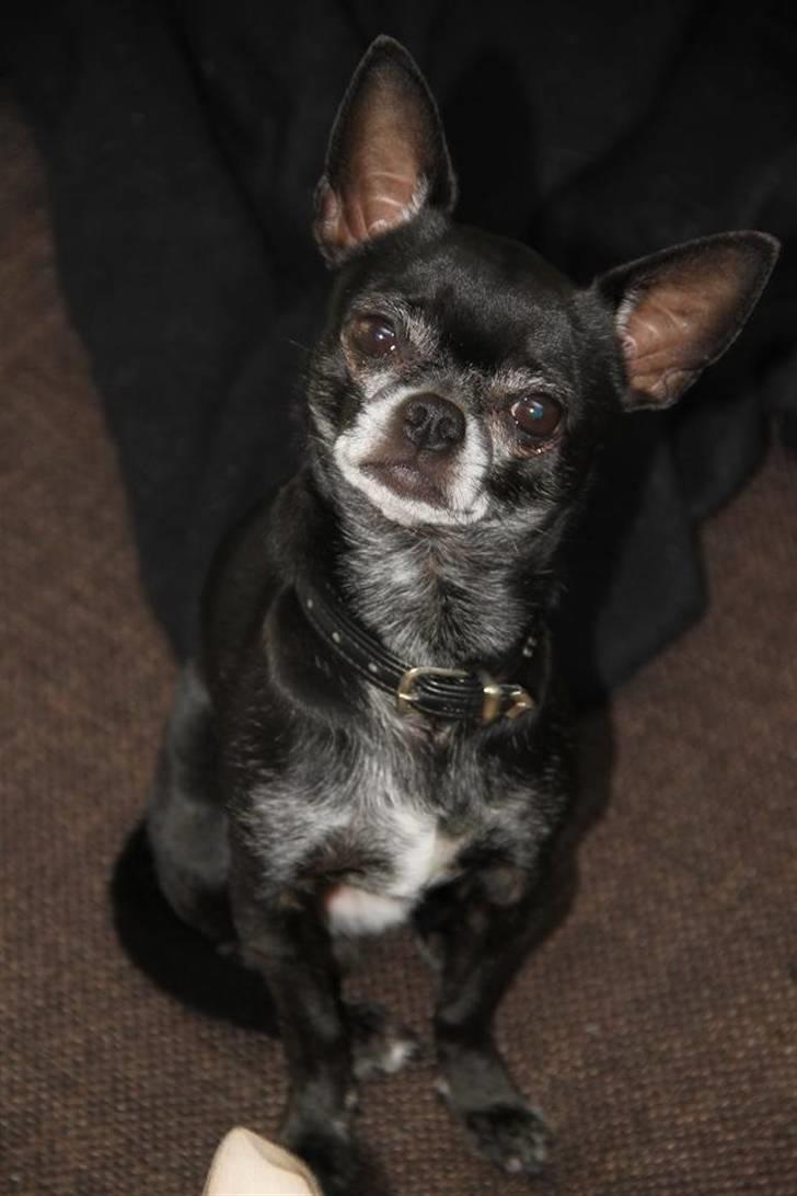 Chihuahua Cæsar billede 1