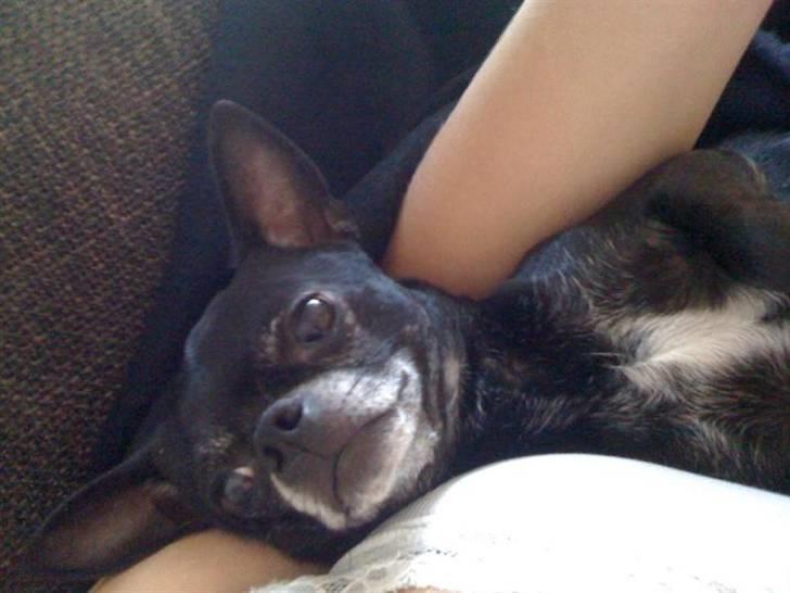 Chihuahua Cæsar billede 3