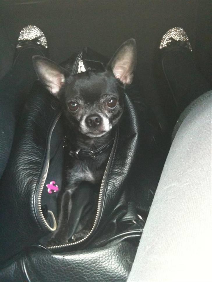 Chihuahua Cæsar billede 4