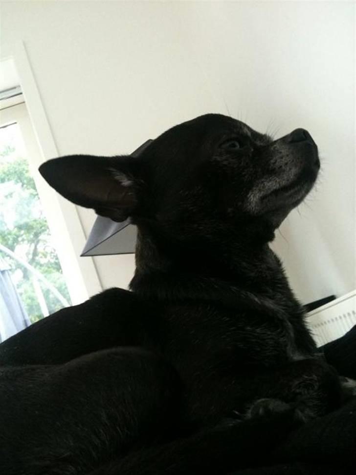 Chihuahua Cæsar billede 5