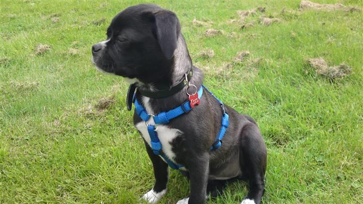 Blanding af racer Coco (mops-D/S gårdhund) billede 9