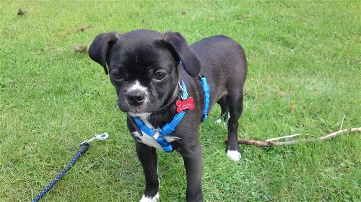 Blanding af racer Coco (mops-D/S gårdhund) - hej jeg hedder Coco billede 12