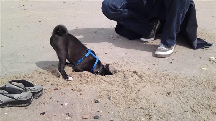 Blanding af racer Coco (mops-D/S gårdhund) - mors lille gravhund billede 13