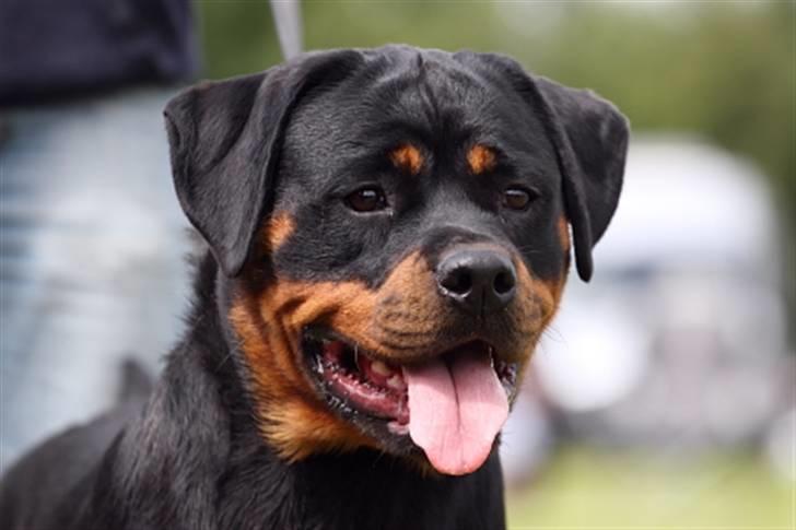 Rottweiler Von hause Nomis Inez - Billede af fede, taget på udstillingen i Linå billede 16